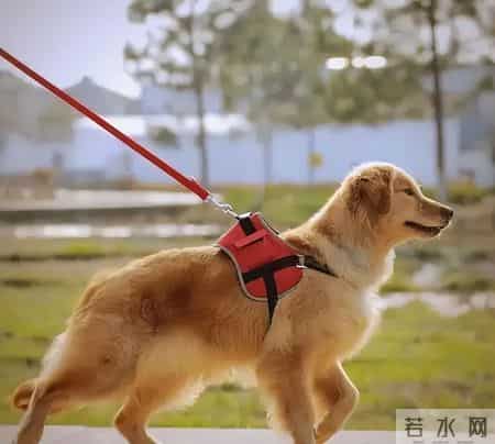 你的宠物狗，凭什么让他人付出代价？