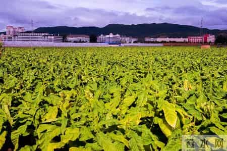 玉溪和谐中支：承载回忆的香烟，你抽过吗