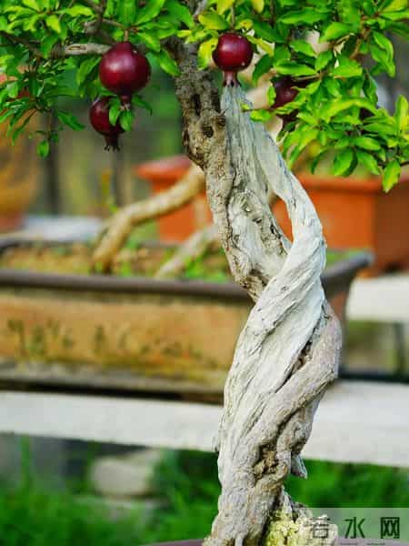 福建一男子养的“石榴小桩景”,22万都不肯出手:他说这才是未来
