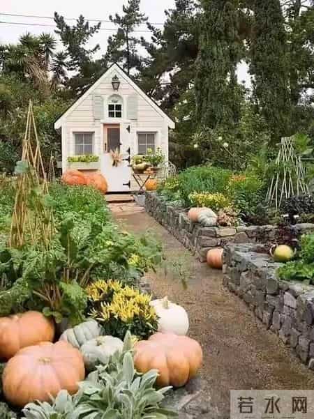 看到澳洲人这样种菜，华人邻居惊呆了!