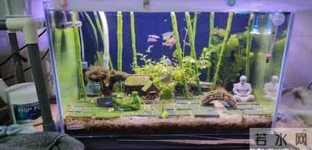 上海一男子,因“鱼缸养富贵竹”火了,网友:这该死的治愈感~