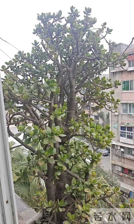 四川一女子晒妈妈“养33年玉树王”：阳台快被压塌了，快搬走！