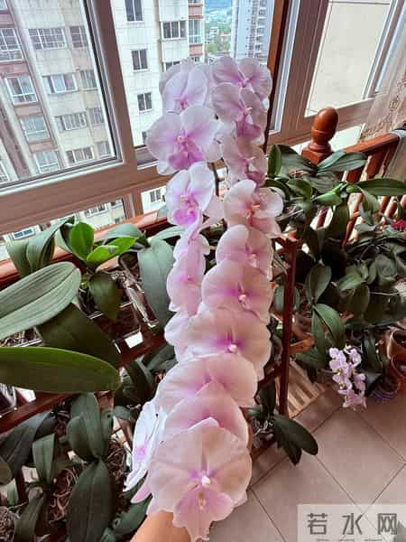 男子晒“公司乔迁的蝴蝶兰”,网友:想哭,上班如上坟具象化了~