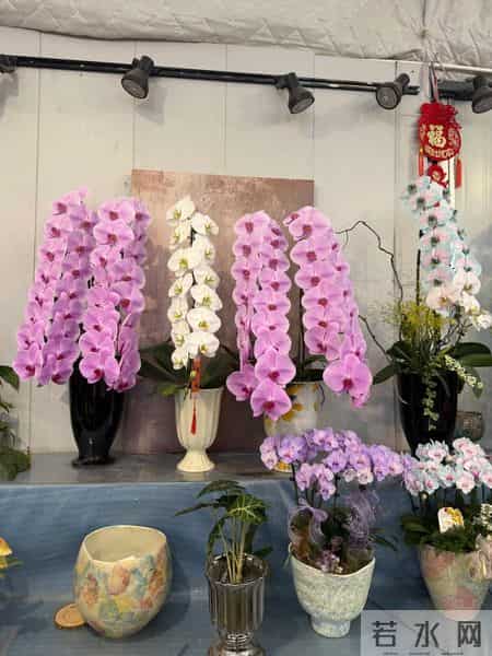 男子晒“公司乔迁的蝴蝶兰”,网友:想哭,上班如上坟具象化了~