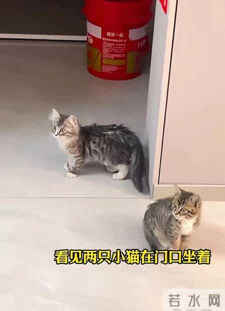 新婚头天开门吓一跳！俩小猫蹲门口，网友：这福气绝了