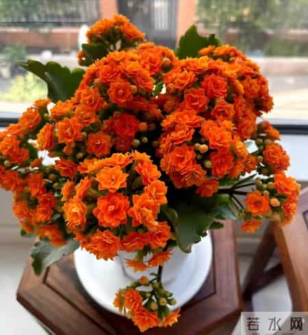 32个长寿花品种,全是当下流行的,品种控们的最爱