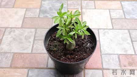 这3种花，打死都不能施肥，一喂就完蛋，根本救不回来