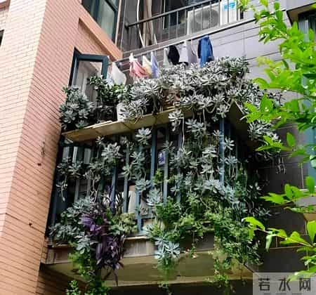 湖南一太太，因“多肉流下阳台”走红，网友：一泻千里真壮观！