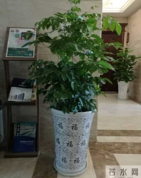 5种“能量花”，家里放一盆，大病小病全跑光，日子越过越舒心！