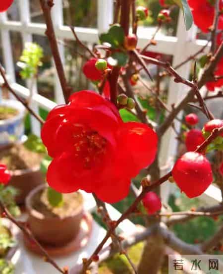 6种长寿花，建议养一盆，养成老桩价值高，开花更有“好兆头”