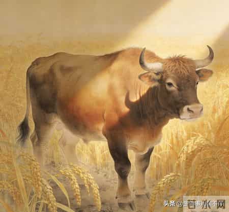 1961年丑牛的毕生寿命，过了65岁后是什么命句句说到心坎里!