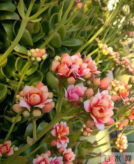 北京一阿姨,把长寿花养成巨无霸,爆花1万朵,太美太壮了!