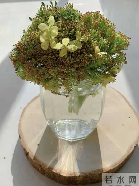 浙江一女子因“水培西兰花”走红，引80万人围观，网友：咋养的~