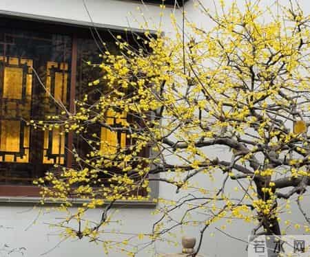 杭州一棵腊梅因“开花太多”走红，网友：第一次见开花这么肥的