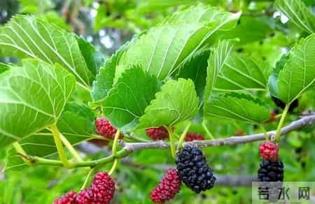 百名内分泌专家已证实:桑叶和血糖的关系,最好花点时间看看