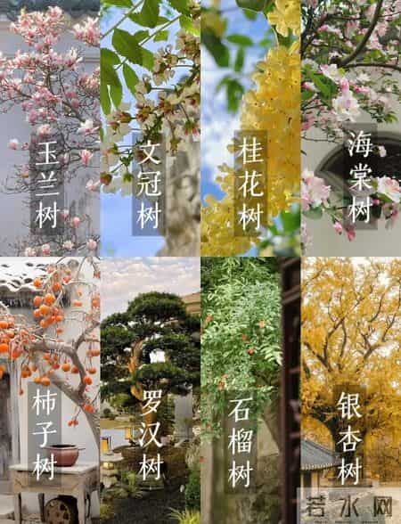 院子里缺棵镇宅树？这几种快种上，招财又旺运！