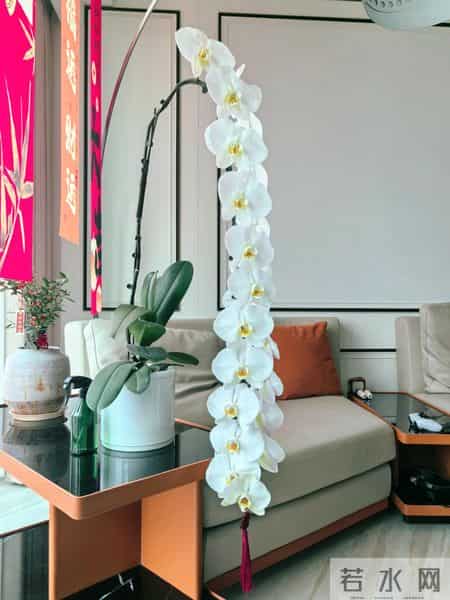 男子晒“公司乔迁的蝴蝶兰”,网友:想哭,上班如上坟具象化了~