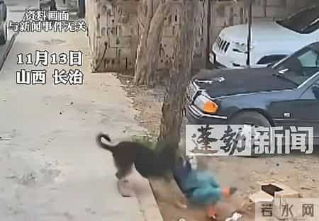 你的宠物狗，凭什么让他人付出代价？