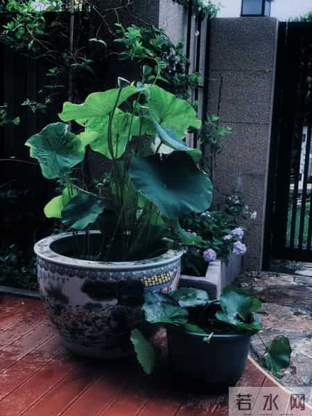 警惕！院子水缸别乱放，放对了招财纳福，放错真影响健康！