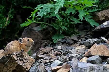 1只都不能抓！海南男子用笼子抓57只，连皮带肉放冰箱