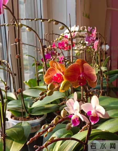 女子养6年的蝴蝶兰，爆花成树兰，网友：牛人养牛花，又被种草了