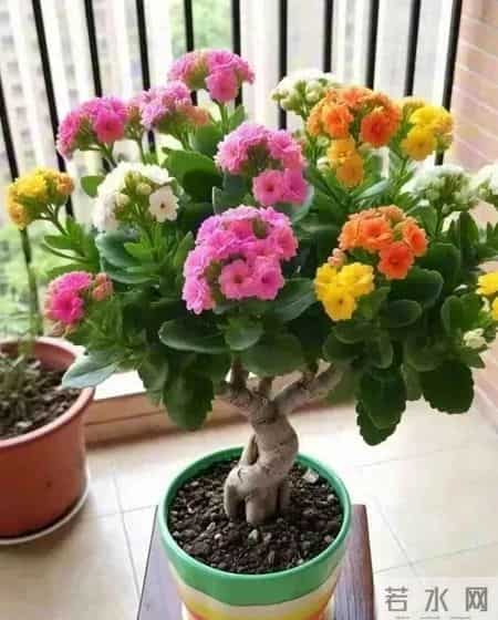 长寿花还能这么玩？河南一男子的“新式养法”火遍全网，太会了！