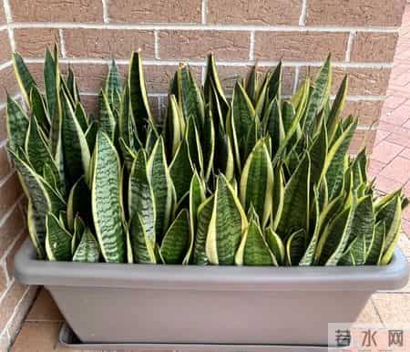 虎皮兰爱喝它，浇水时加一勺，叶片肥厚，一次冒十个芽