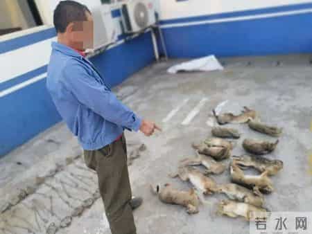 判赔960万! 2020年, 江苏男子用猎夹抓12000多只, 专家- 每只赔800元