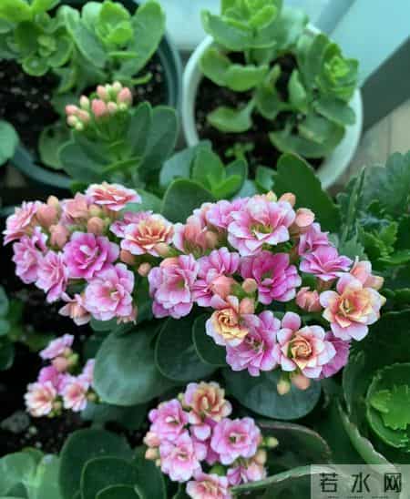 北京一阿姨,把长寿花养成巨无霸,爆花1万朵,太美太壮了!