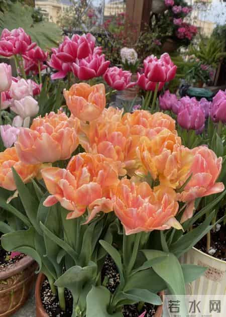 这就是大名鼎鼎的“世界花后”，六个国家尊它为国花，开花是真美