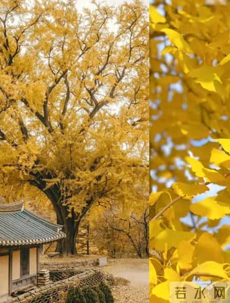 院子里缺棵镇宅树？这几种快种上，招财又旺运！