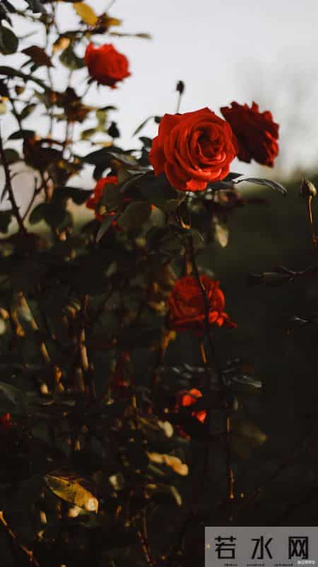 中年女人和你独处时，一旦有了这三种“生理感觉”，说明对你动了真情，根本骗不了人