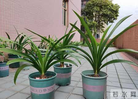 别错过2月这个关键期,君子兰一挪窝,长势和开花都会明显不一样