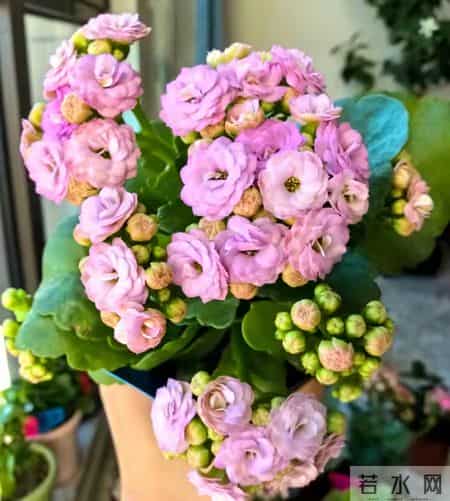 32个长寿花品种,全是当下流行的,品种控们的最爱