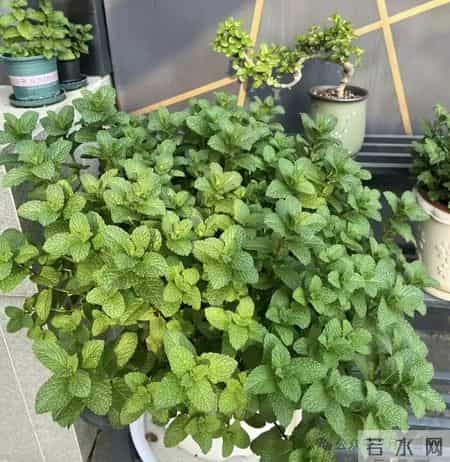 老中医最喜欢的4种花，“人养花，花旺人”越养身体越棒！