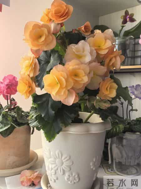 养花10年，我发现这9种花是最适合室内养的