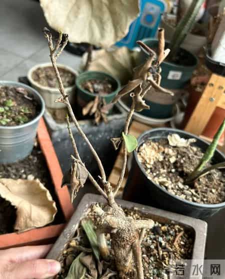 女子晒老公养的花“全军覆没”,没活过2个月,网友:养花的尽头是“收空盆”~