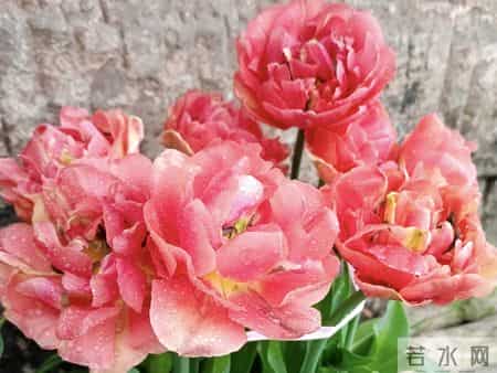 这就是大名鼎鼎的“世界花后”，六个国家尊它为国花，开花是真美