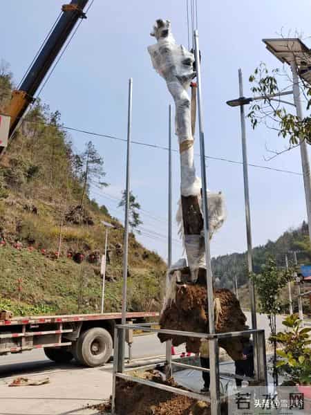 价值5.4万仅卖1.6万！贵州一株108岁瓶兰花，被4人深夜连根挖走