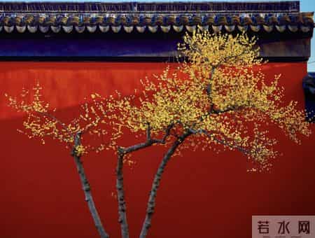 杭州一棵腊梅因“开花太多”走红，网友：第一次见开花这么肥的