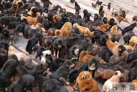 曾风靡全国的“骗局”，被捧上神坛，如今白菜价没人要