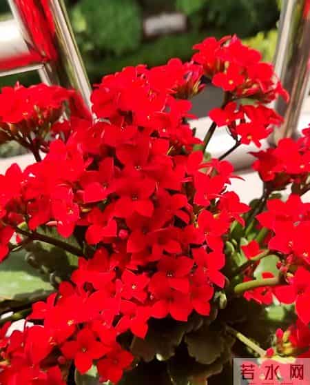 32个长寿花品种,全是当下流行的,品种控们的最爱