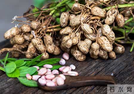 三百名内科专家已证实：花生和他汀的真相，最好花1分钟看看
