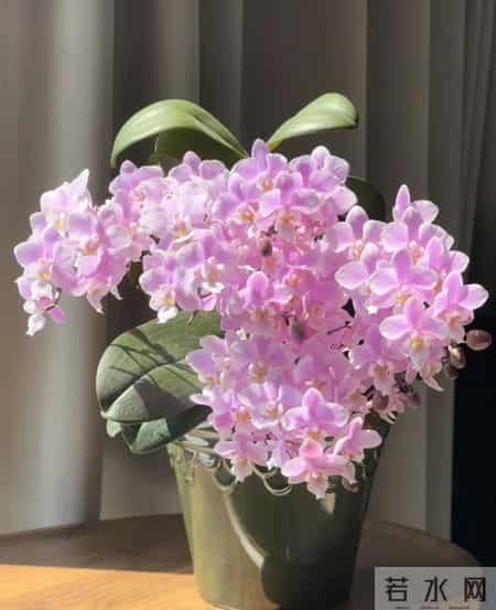 北京女子把蝴蝶兰养成“大花树”！19片叶12根花梗，好夸张！