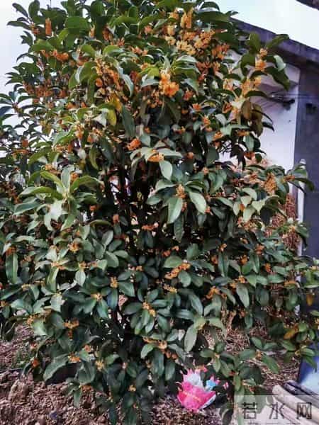 有院子就种“五种树”，“老祖宗”留下的吉祥话，不是没有道理