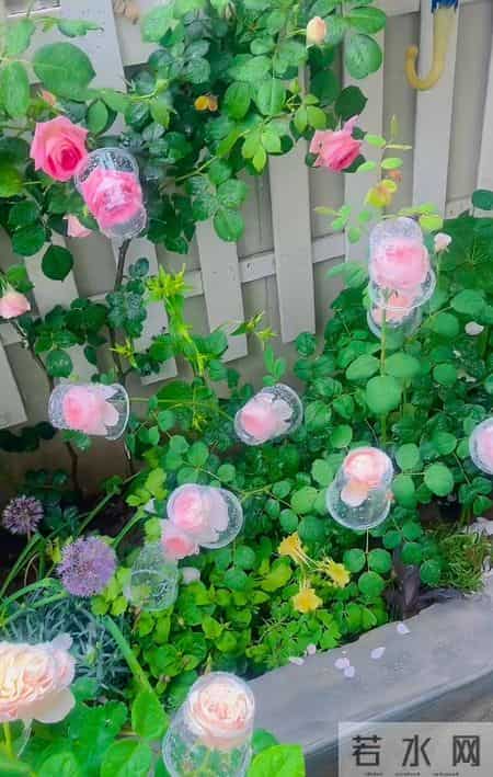 男子吐槽“老婆养花”愁坏了，家里搞的像灵堂，网友：病态，没治