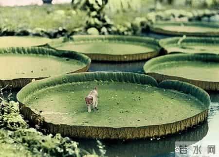 48张老照片看奇闻奇事，爱因斯坦合影卓别林，沙漠中的绿洲，在建中的埃菲尔铁塔