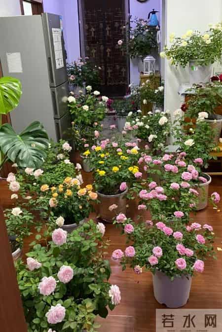 男子吐槽“老婆养花”愁坏了，家里搞的像灵堂，网友：病态，没治