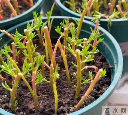 “死不了”的5种花,越冷越适合扦插,沾土就活,1个月开花