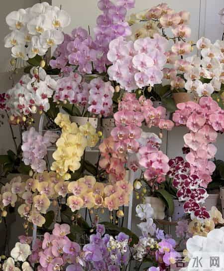 山东一女子，用“极简方式”养蝴蝶兰，年年都复花，网友：神了！